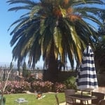 Vista Phoenix Canariensis