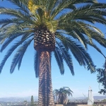 Vista Phoenix Canariensis