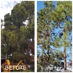 LaJolla Pinus Canariensis