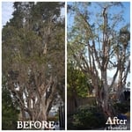 Melaleuca quinquenervia