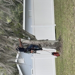 Tree removal