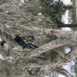 Tree removal