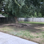 New wood fence and sod