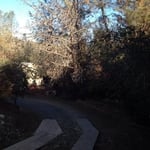 Before tree work