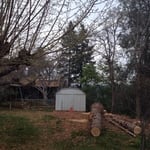 Tree bites the dust
