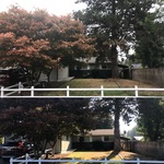 Mary's front yard