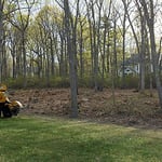 Clearing out the trees