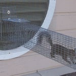 Squirrel Removal