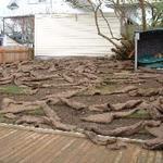 Sod on lawn