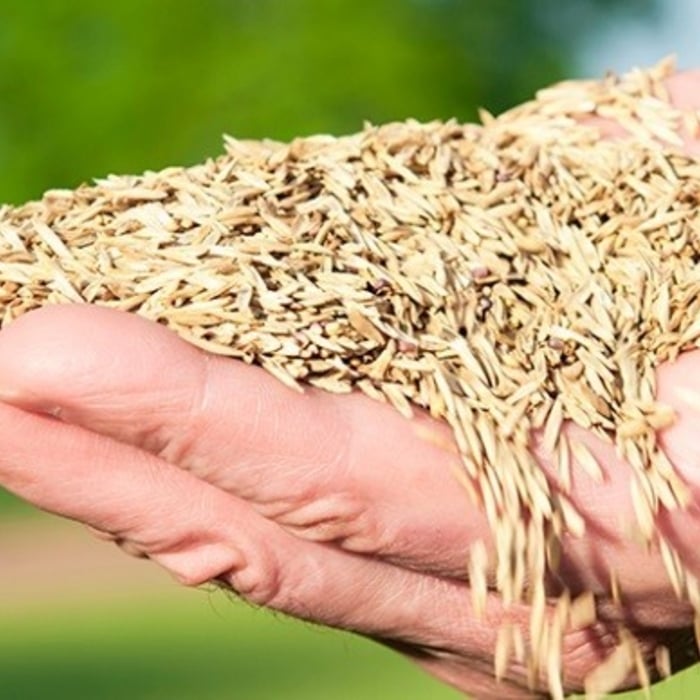 Power Seeding-a Better way
