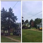 Tree Removal