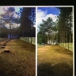 Tree Removal