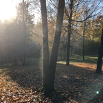 Glade