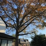 Tree removal
