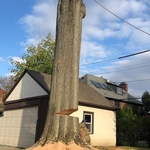 Tree removal Tre