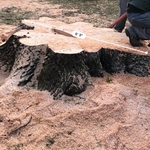 Tree removal