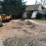 Tree removal Tr