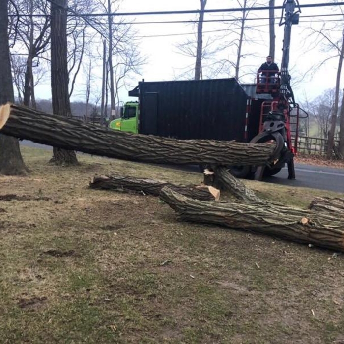 Tree removal