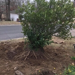 exposing root ball
