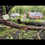Tree removal