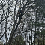 Tree removal