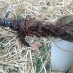 tree root removal