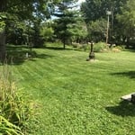 Mowed Lawn