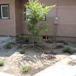 landscape planting