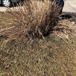 Shrub Removal