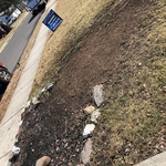 Shrub Removal