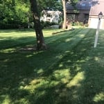 mow grass