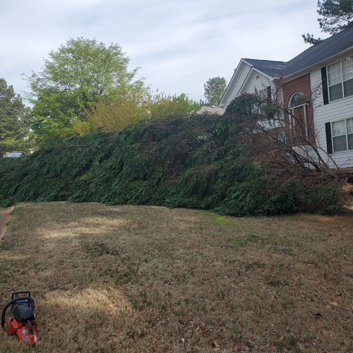 Tree Removal