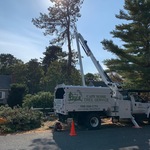 tree removal