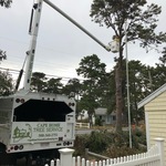 Big pine tree's