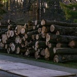 Tree service