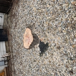 Stump