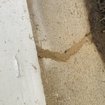 termite tube