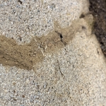 termite tube