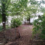 Tree removal