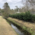 Hedge Trimming