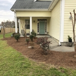 Front pine straw layout and hedge trimming