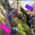Leaf Removal