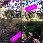 Leaf Removal
