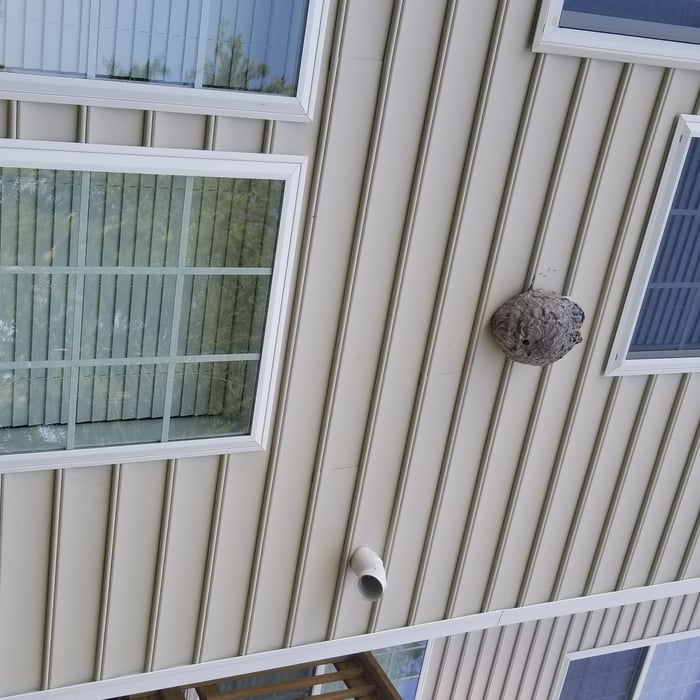 Bald Faced Hornets