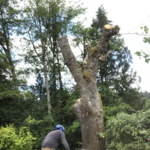 Trunk