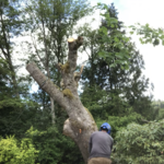 Removing trunk