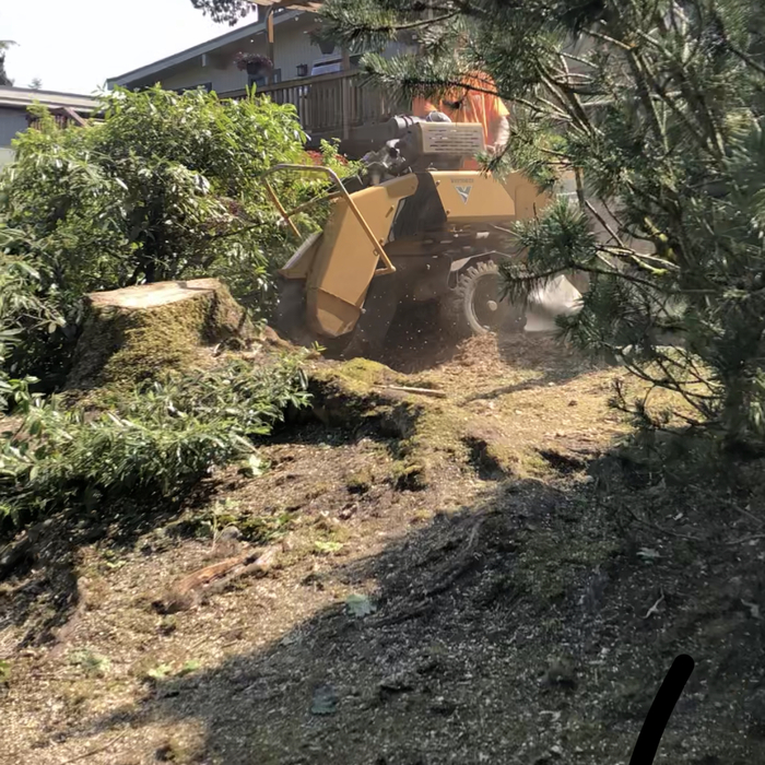 Removing stump