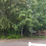 Before tree removal