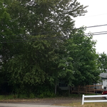 Before tree removal