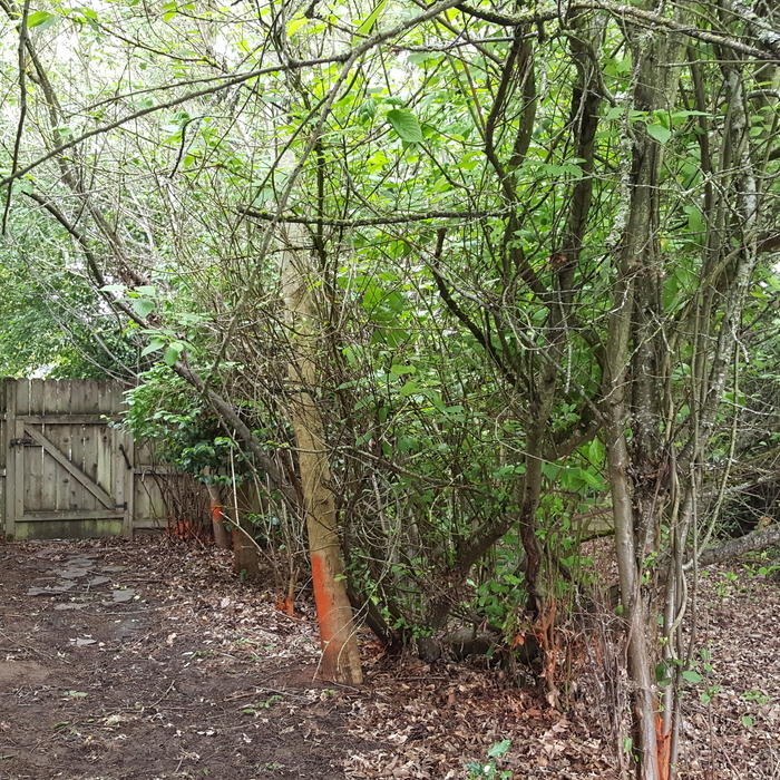 Side yard trees/brush to remove